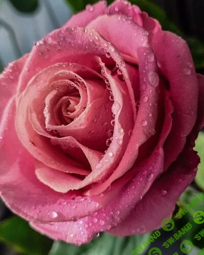 [Александр Шатале] Живые цветы. Фотореализм. Тариф Стандарт (2023)