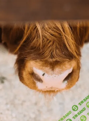 [Александр Ушаков] Минеральная питательность кормов (2024)