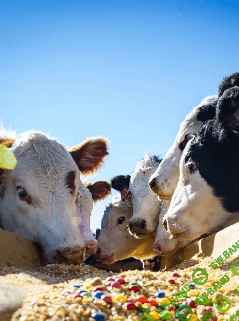 [Александр Ушаков] Углеводная и липидная питательность кормов (2023)