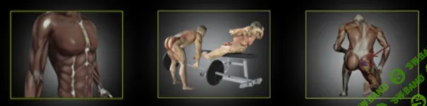 [Александр Волоткевич] Мышцы кора, выстраивание грудной клетки над тазом (2025)