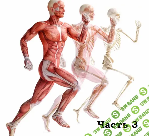 [Александр Волоткевич] Нейтральность, осанка и мышечно-скелетные асимметрии. Часть 3. Релаксация. Работа с вниманием и ощущениями (2025)