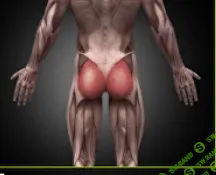 [Александр Волоткевич] Тренировка при плоских ягодицах и сглаженном поясничном лордозе. Ягодицы в паттерне шага (2025)