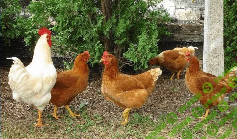 [Алексей Лештаев] Разведение кур разных пород (2023)