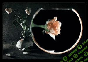 [Алена Полынь (Веда)] Целительство