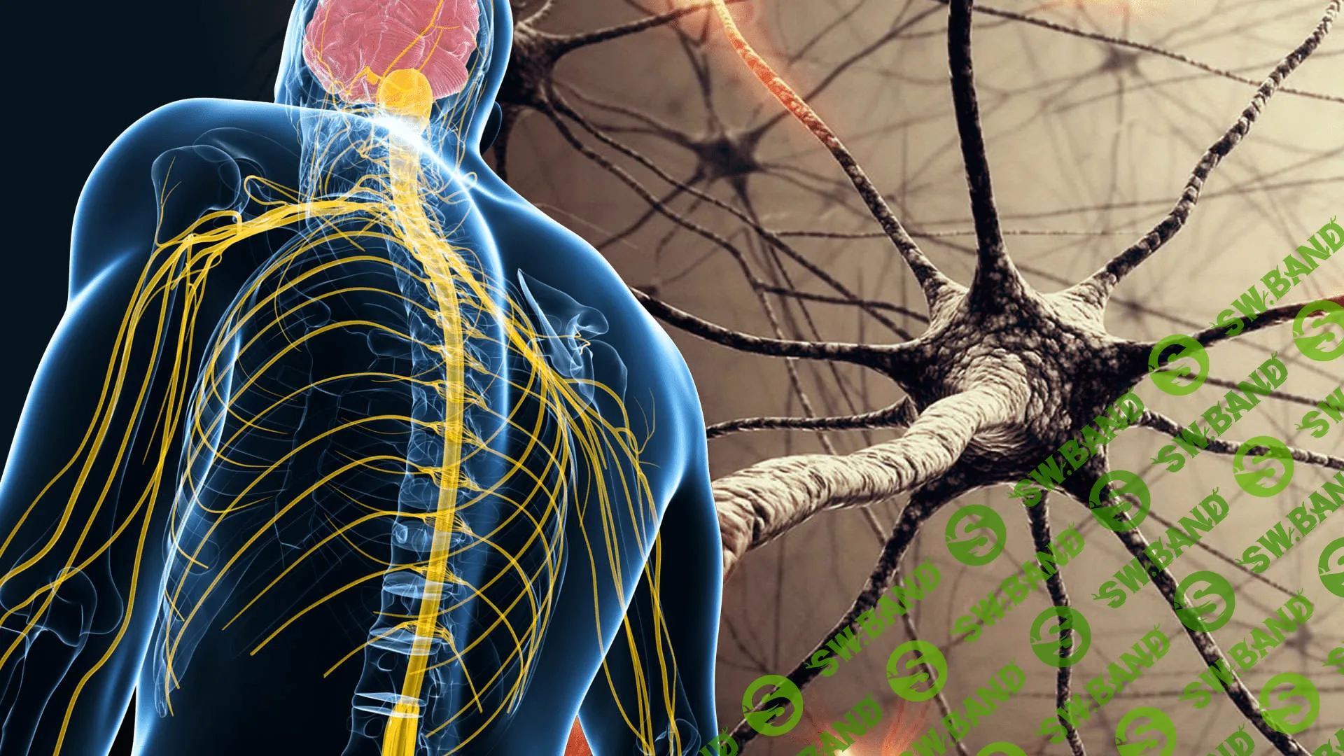 [Алихан Джиоев] "Нервная система: новый уровень" (2020)