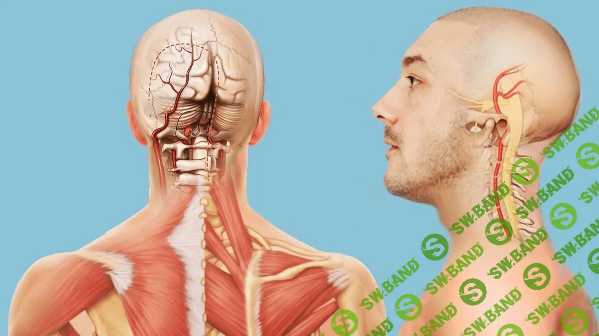 [Алихан Джиоев] «Шея. Нейроцентрический подход» (2020)