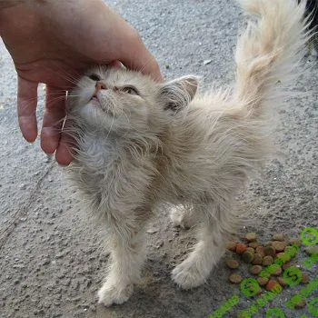 [Алёна Полынь] Я избавлю от бедности и страданий (2019)