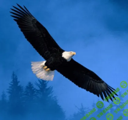 [Альмин] Медитация Орла