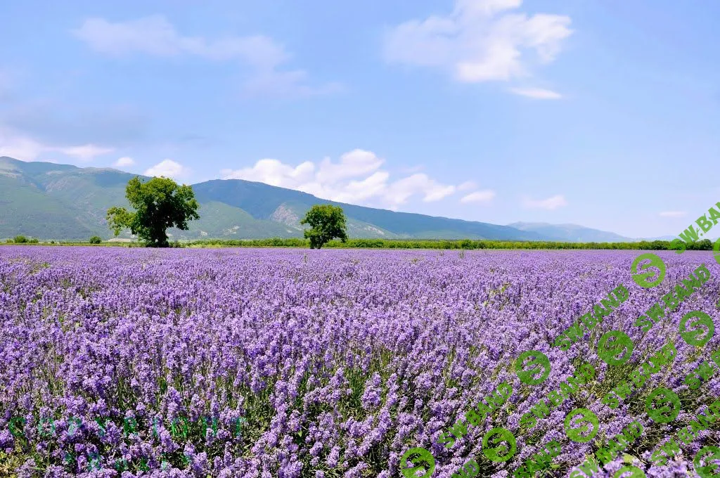 [Анастасия Ермакова] Прованс
