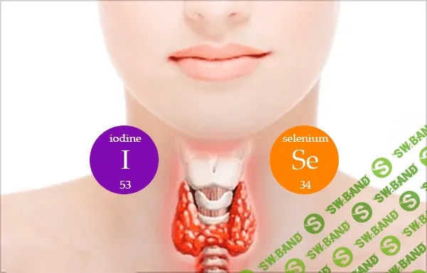 [Андрей Одабашян] Как сохранить и улучшить память? Влияние йода и гормонов щитовидной железы
