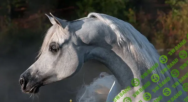 [Анна Иванова] Великолепие лошади