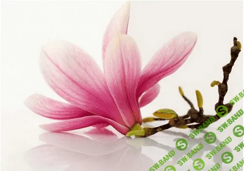 [Анна Расторгуева] Цветок магнолии. Скетчинг