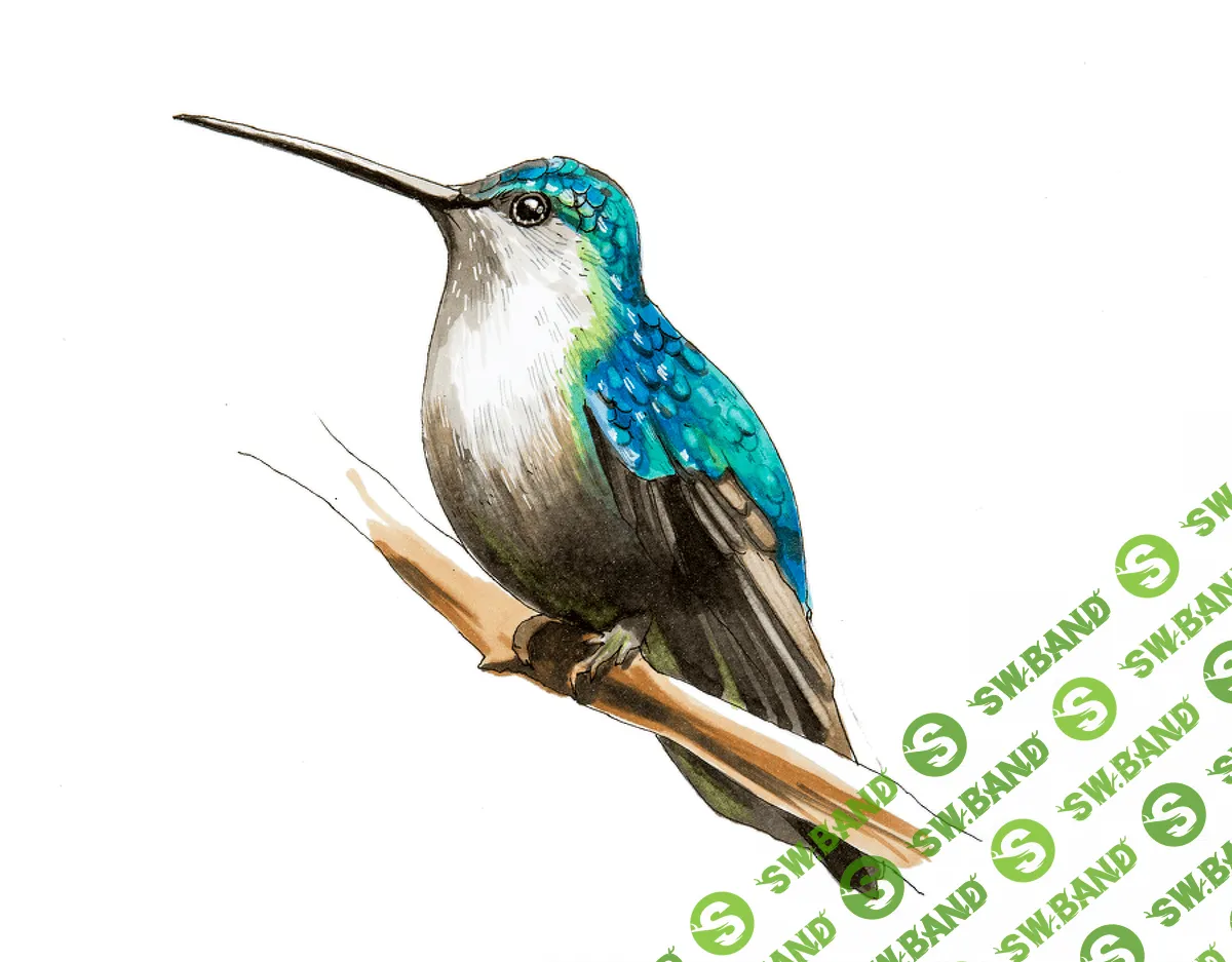 [Анна Расторгуева] Скетчинг Про. Перья