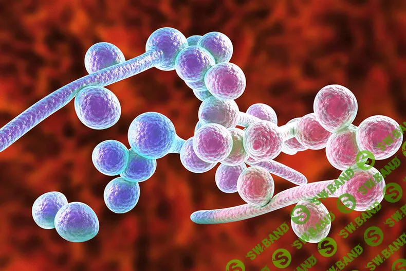 [Анна Шутова] Кандида и паразиты (2020)