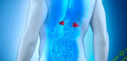 [Анна Шутова] Перезагрузка: надпочечники (2020) [IQketo]