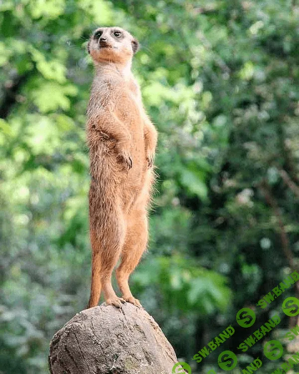 [Анна Воронина] Онлайн-воркшоп «Осанка» (2020)