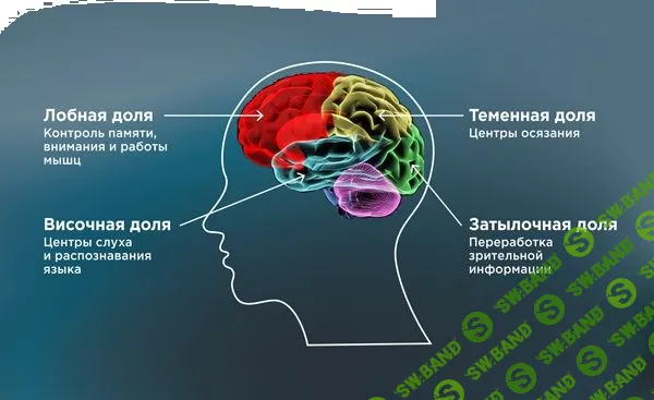 Антистарение мозга - Михаил Батин, Веремеенко Дмитрий,Тимофей Глинин