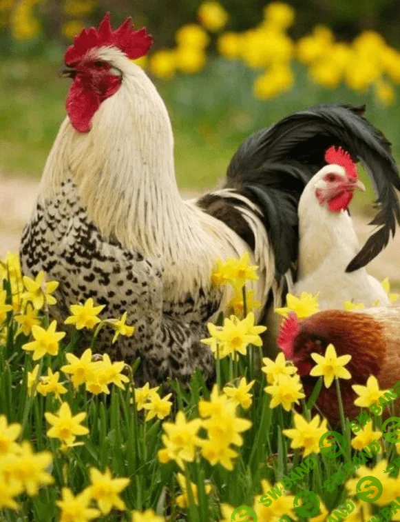 [Антон Астраханцев] Биологические и хозяйственные особенности птицы. Подразделение кур на породы (2023)