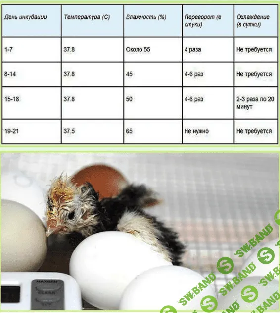 [Антон Астраханцев] Инкубация яиц разных видов сельскохозяйственной птицы (2023)