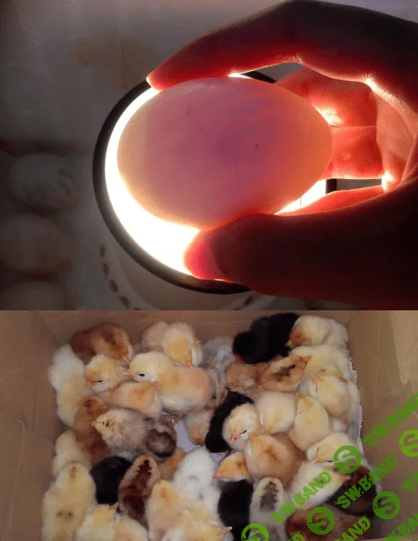 [Антон Астраханцев] Контроль за инкубацией яиц в хозяйстве (2023)