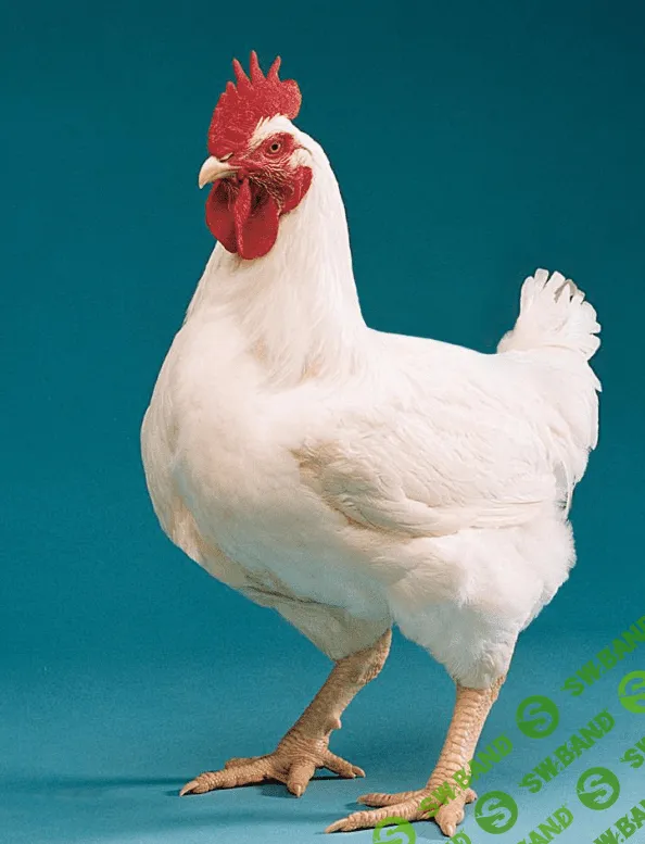 [Антон Астраханцев] Кроссы яичных и мясных кур (2023)