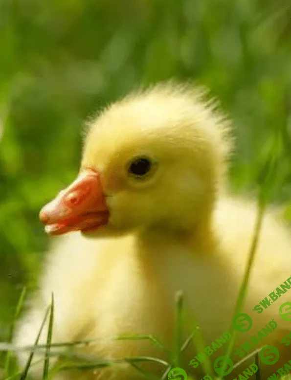 [Антон Астраханцев] Особенности выращивания утят и гусят в хозяйстве (2023)