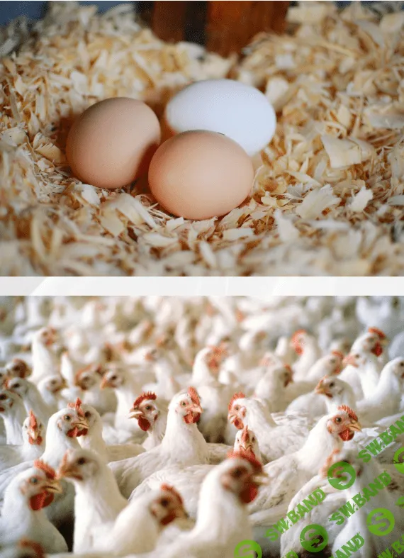 [Антон Астраханцев] Понятие о продуктивности птицы, ее учет. Линька птицы (2023)