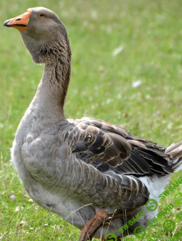 [Антон Астраханцев] Породы и кроссы уток, гусей и индеек (2023)