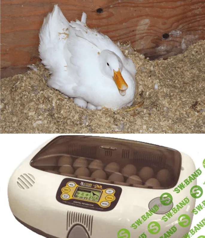 [Антон Астраханцев] Проведение инкубации в хозяйстве – полезные навыки (2023)