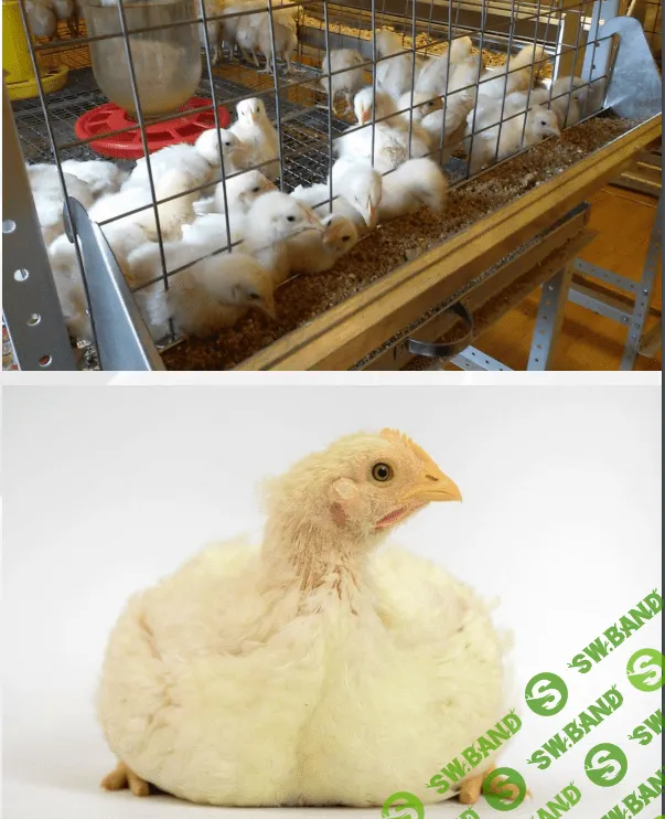 [Антон Астраханцев] Технологии выращивания цыплят-бройлеров (2023)