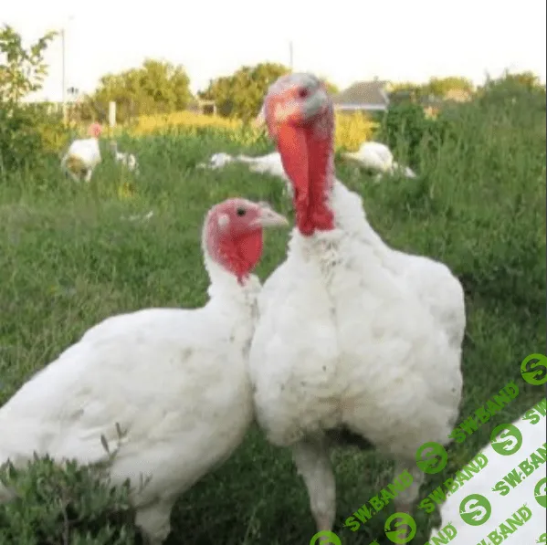 [Антон Астраханцев] Выращивание индюшат специализированных мясных кроссов (2023)