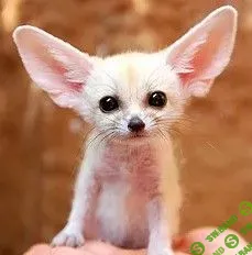 [Антон Брежестовский] Mr Fennec 3 (2020)