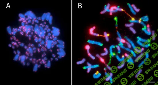 [Архэ, Андрей Синюшин] Деление клетки как основа передачи наследственной информации (2025)