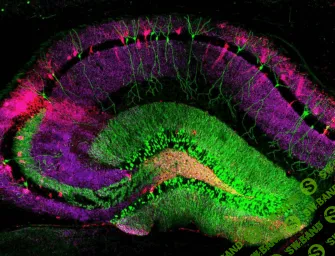 [Архэ, Сергей Лопатин] Окна памяти: нейробиология воспоминаний (2025)