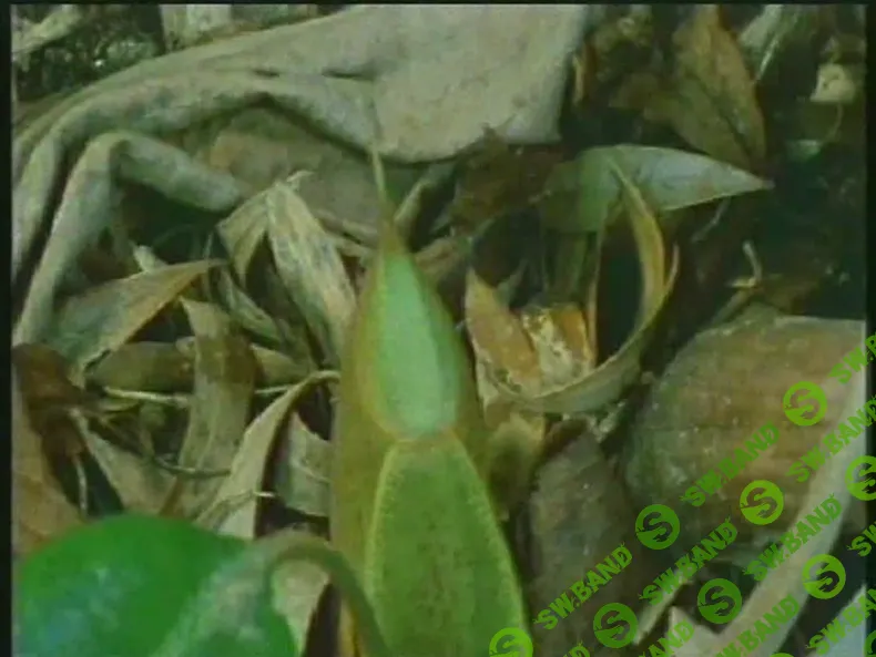 [Атлантида] 17 Aркан (2024)