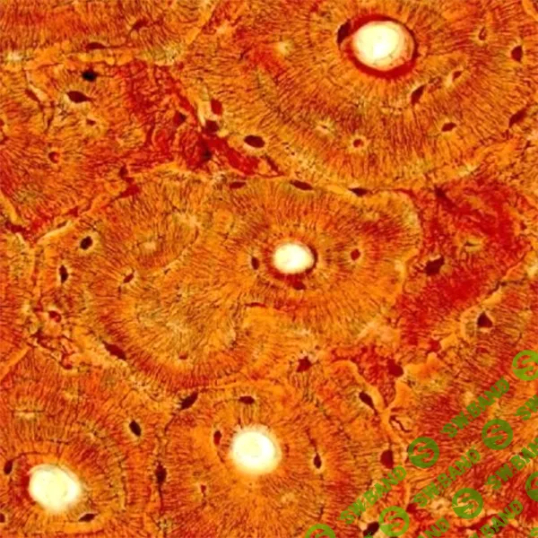 [Атлантида] Видео Активизация Кундалини (2024)