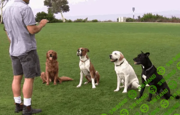 [Баскина Софья] Дрессируйте собак самостоятельно! Полный курс