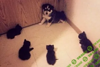 Без страха и паники (2016)