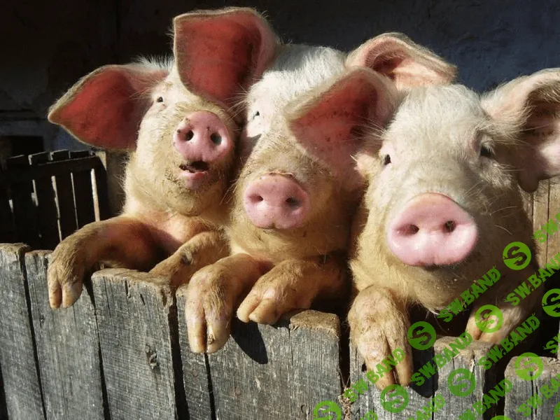 Бизнес в деревне. Высокопродуктивное разведение свиней