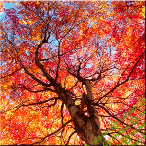 [Brainwave entrainment store] Accept Your Physical Self