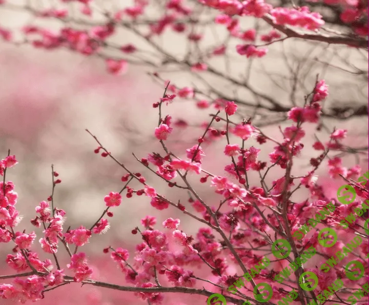 [Центр Позитивной Психологии, Олеся Добровольская] Тета-курс Любовь к жизни (2021)