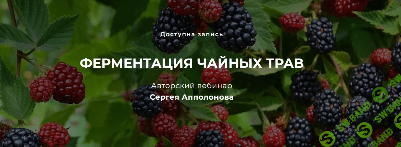 [Cергей Апполонов] Ферментация чайных трав (2022)
