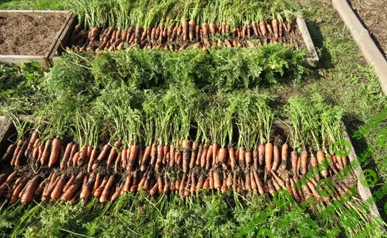 [Cергей Дьяков] Морковь без проблем (2024)