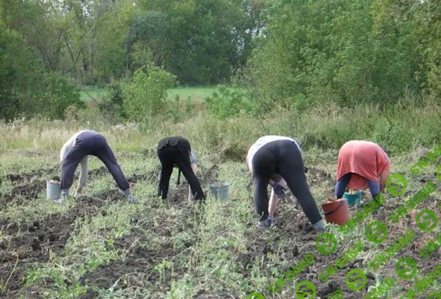 дача картошка 4 раком стоят.jpg