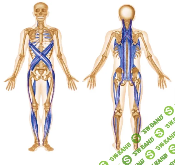 [daoschool] Аудио-Пси-Модуль «Миофасциальная система»