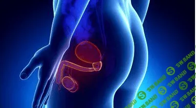 [DaoSchool] Исцеление мужской половой системы