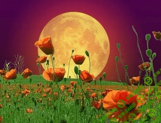 [Дарья Краева] Маки под луной
