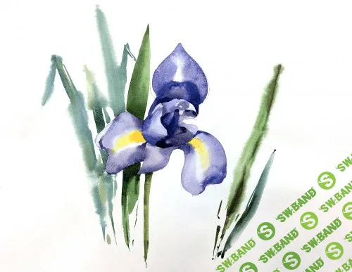 [Дарья Куцаева] Ботанический скетчинг акварелью. Ирисы