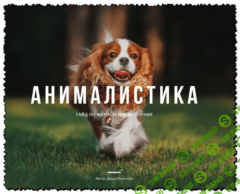 [Даша Июньская] Мнималистика. Гайд по фотосъемке животных (2020)