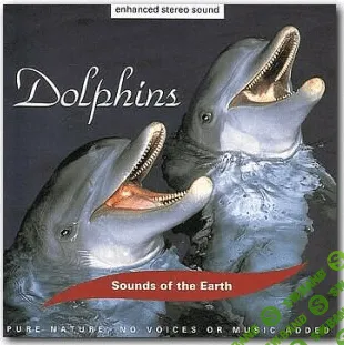 Дельфинотерапия: звуки, которые лечат